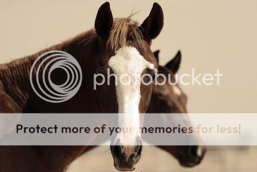 2353446383 57e08b1f5c b