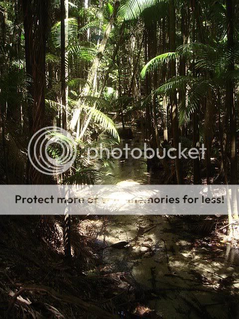 rain forest