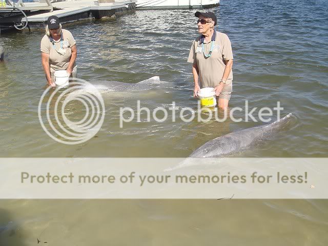 Dolphins