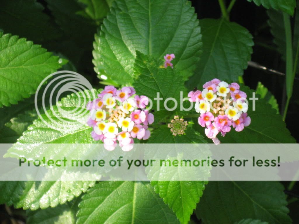 http://i400.photobucket.com/albums/pp83/MinxFox/Lantana.jpg