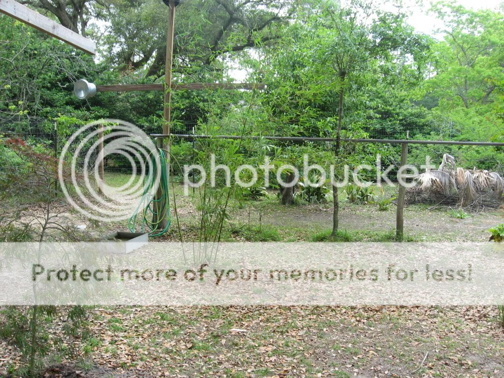 http://i400.photobucket.com/albums/pp83/MinxFox/Peafowl/IMG_5064.jpg