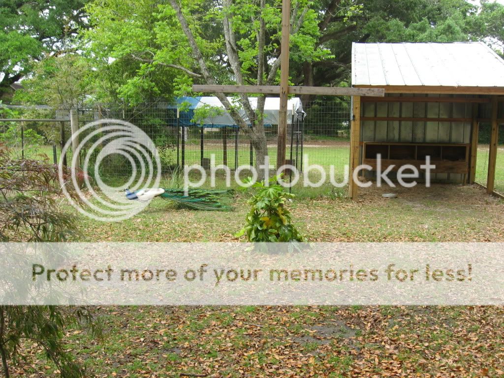 http://i400.photobucket.com/albums/pp83/MinxFox/Peafowl/IMG_5087.jpg