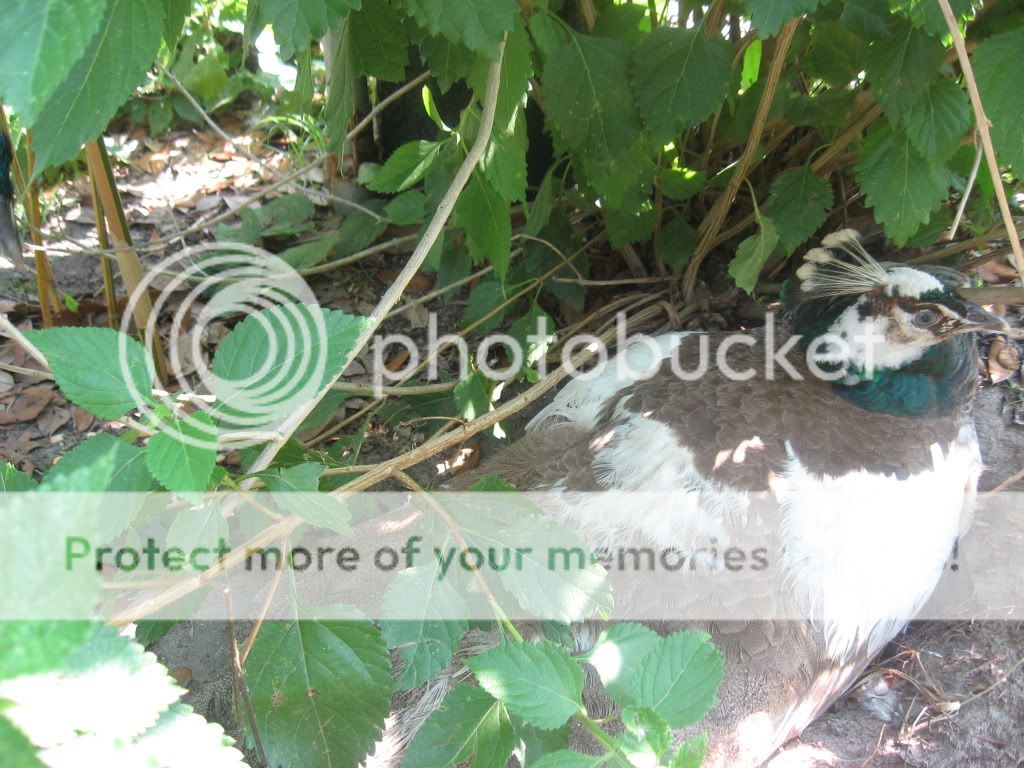 http://i400.photobucket.com/albums/pp83/MinxFox/Peafowl/IMG_5945.jpg
