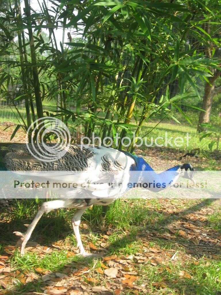 http://i400.photobucket.com/albums/pp83/MinxFox/Peafowl/IMG_5955.jpg