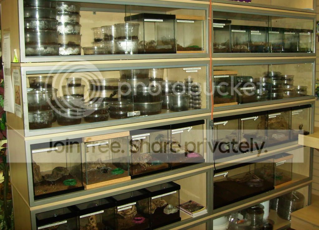 prehistoric reptiles store