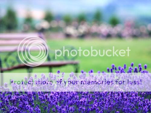 lavendar photo: lavendar 0019b91ebfe209e1468438.jpg