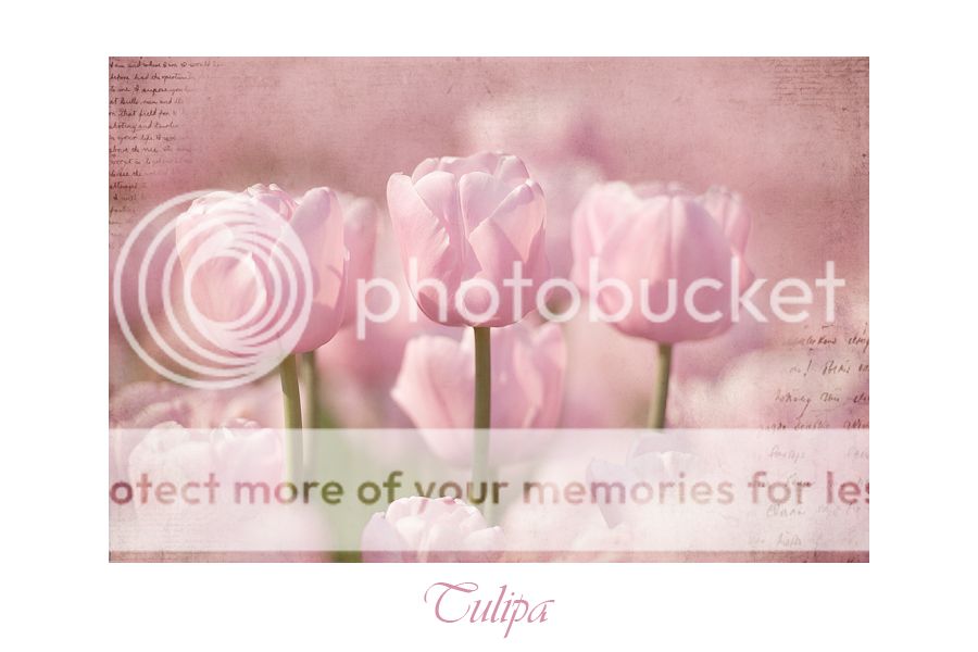 Fotografie