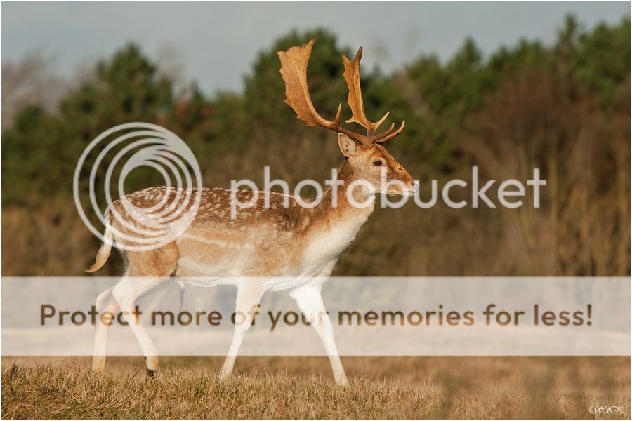 Fotografie