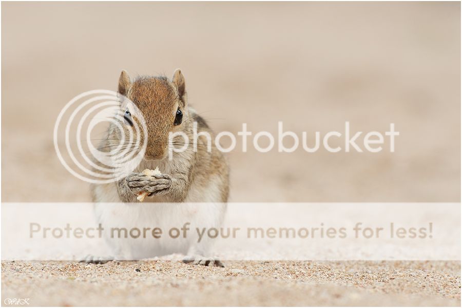 Fotografie
