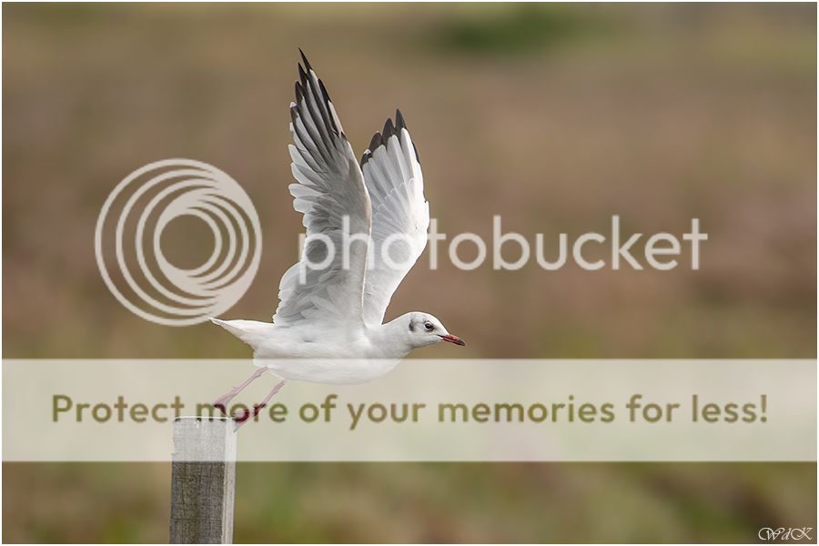 Fotografie