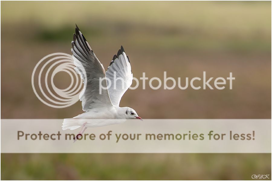 Fotografie