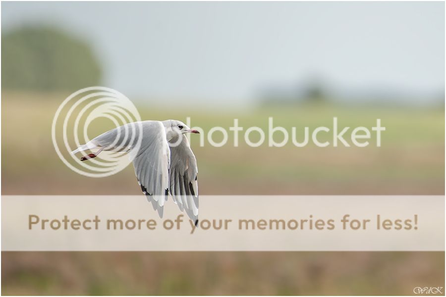 Fotografie