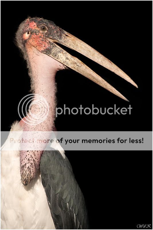 Fotografie