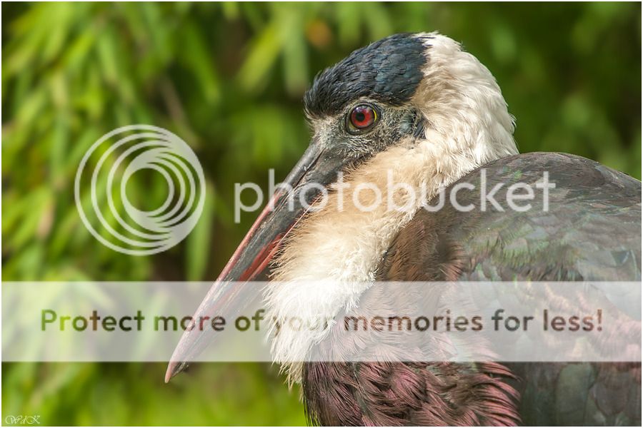 Fotografie