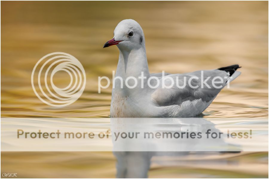 Fotografie