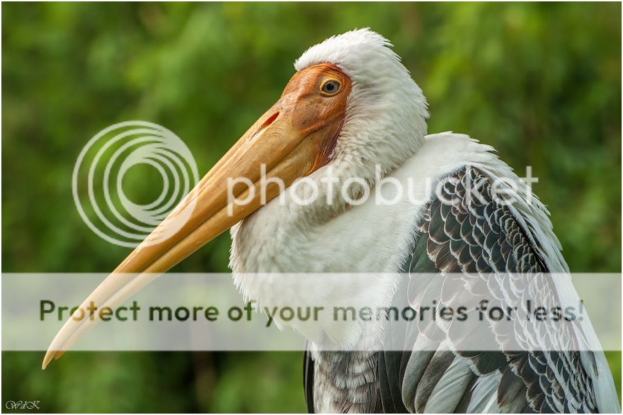 Fotografie