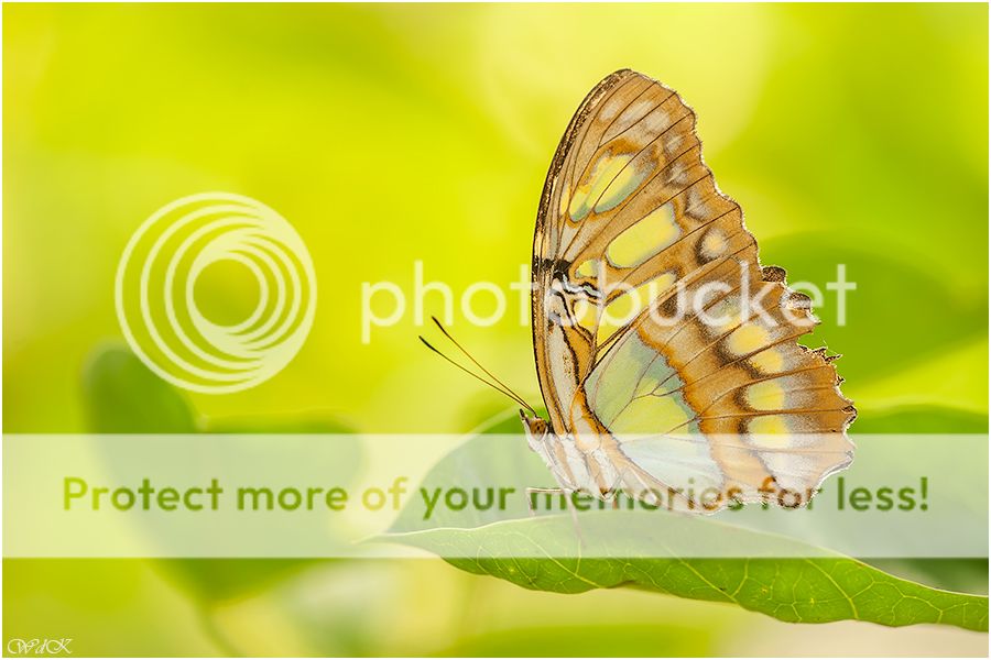 Fotografie