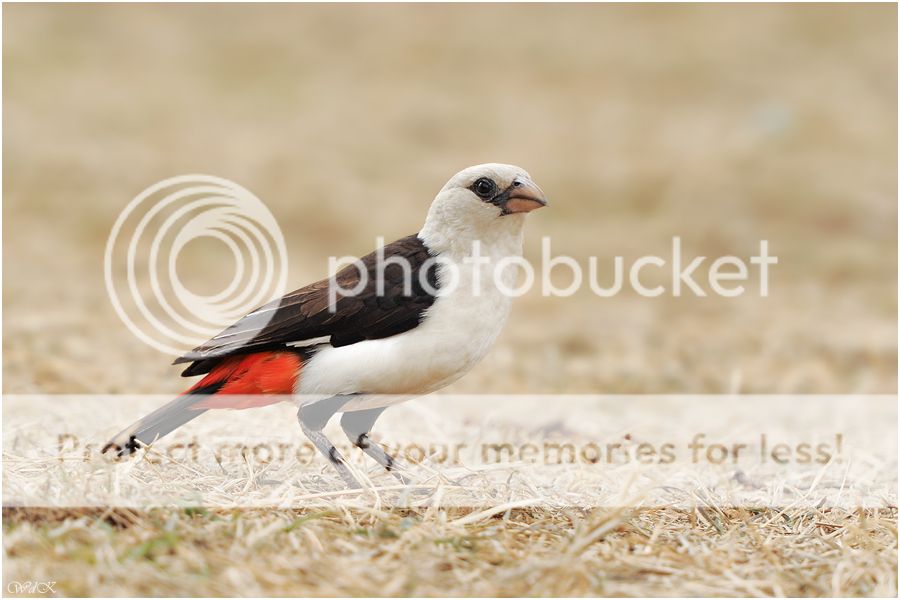 Fotografie