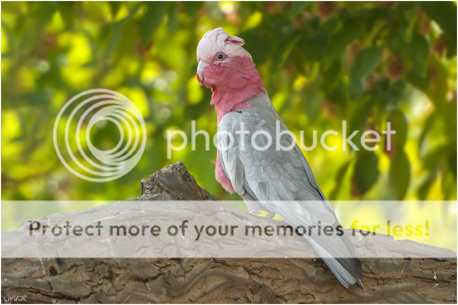 Fotografie