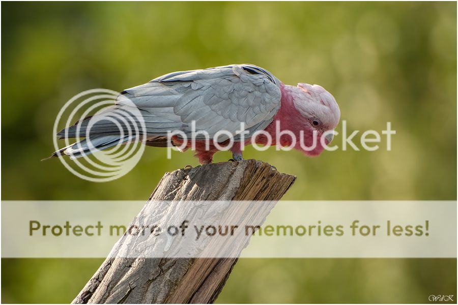 Fotografie