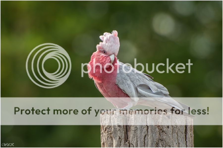 Fotografie