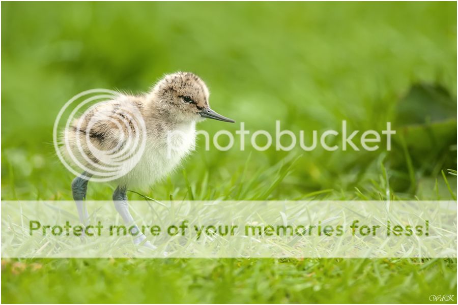 Fotografie