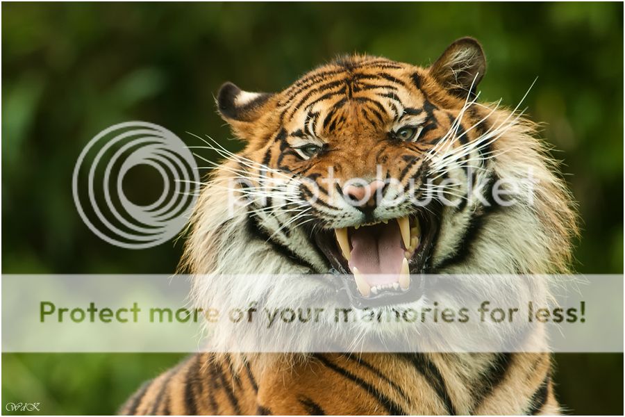 Fotografie