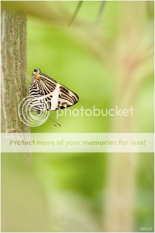 Fotografie