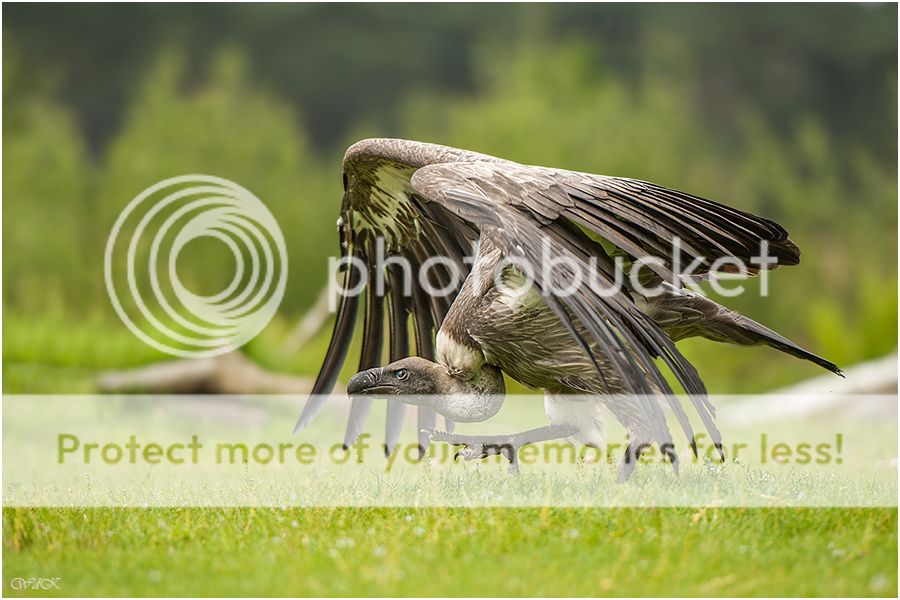 Fotografie