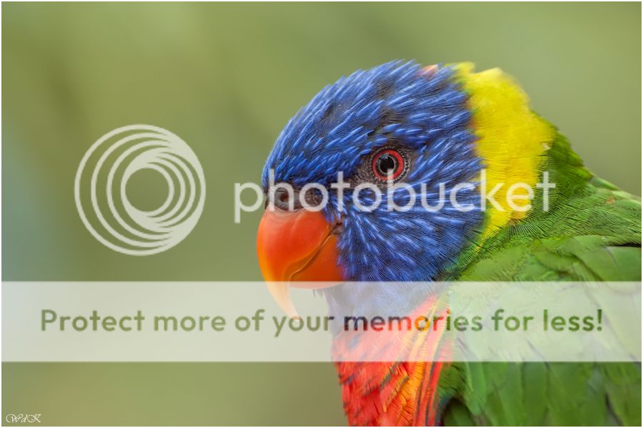 Fotografie