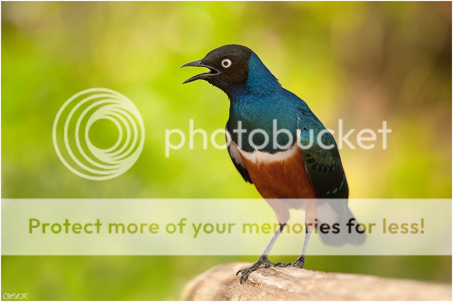 Fotografie