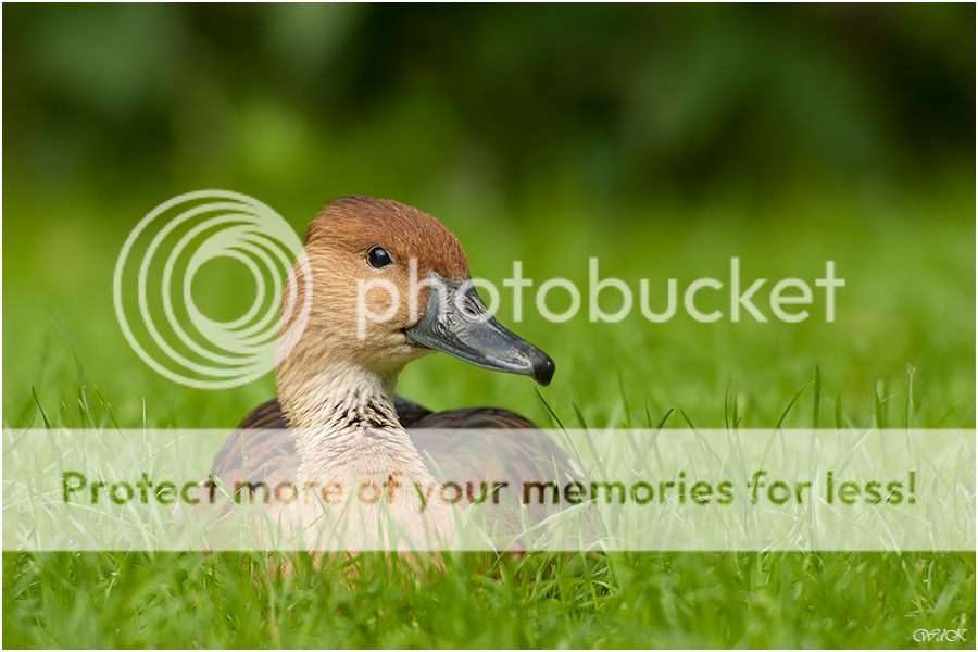 Fotografie