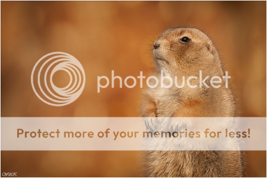 Fotografie