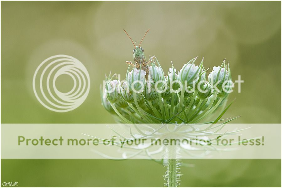 Fotografie
