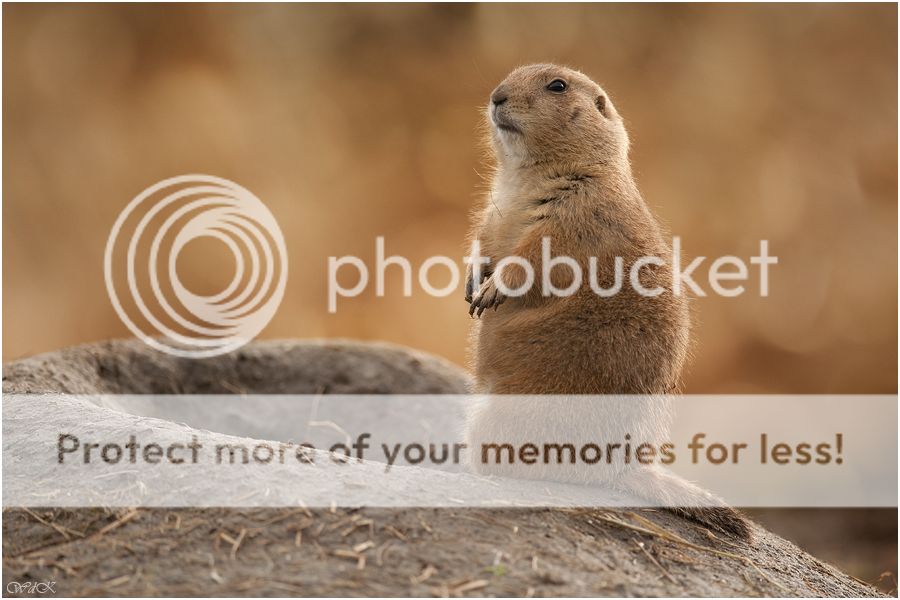 Fotografie