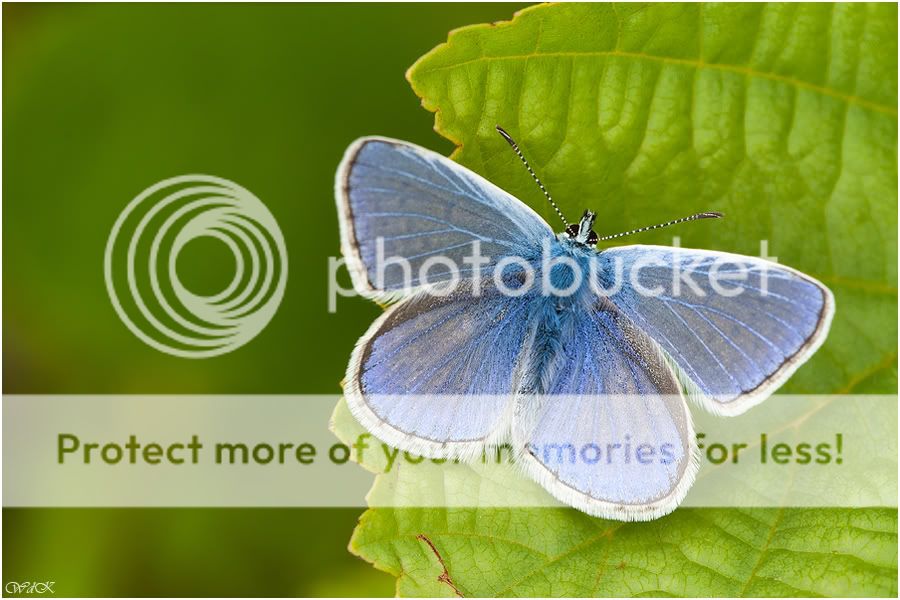 Fotografie