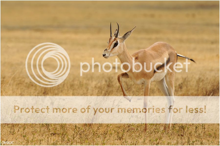 Fotografie