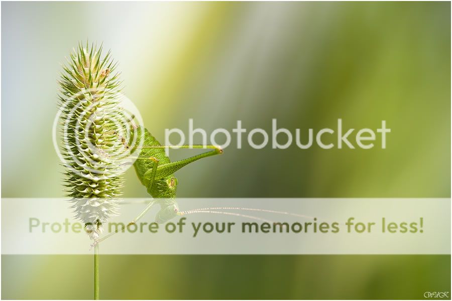 Fotografie