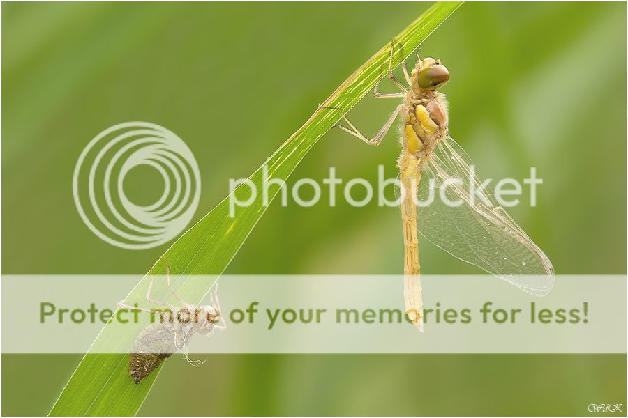 Fotografie