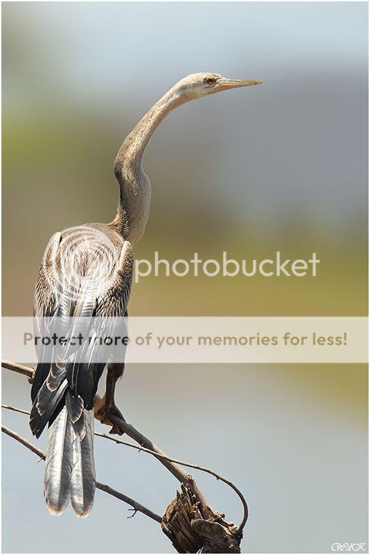 Fotografie