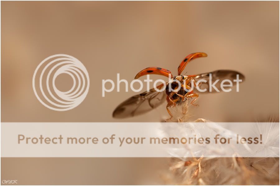 Fotografie