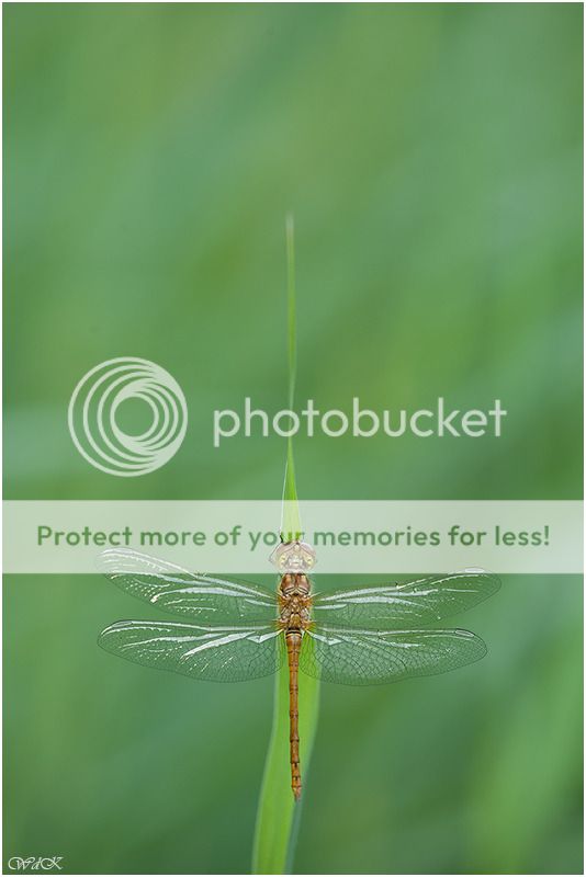 Fotografie
