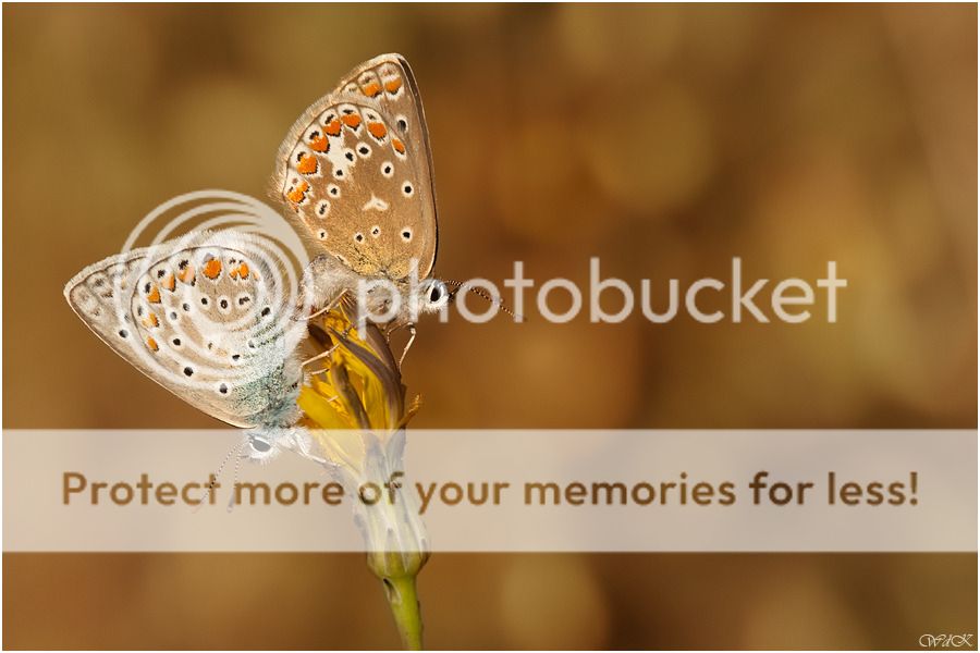 Fotografie