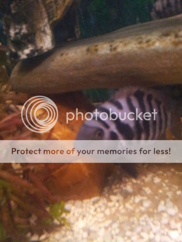 Convict Cichlid Male