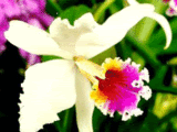 orquideas Pictures, Images and Photos