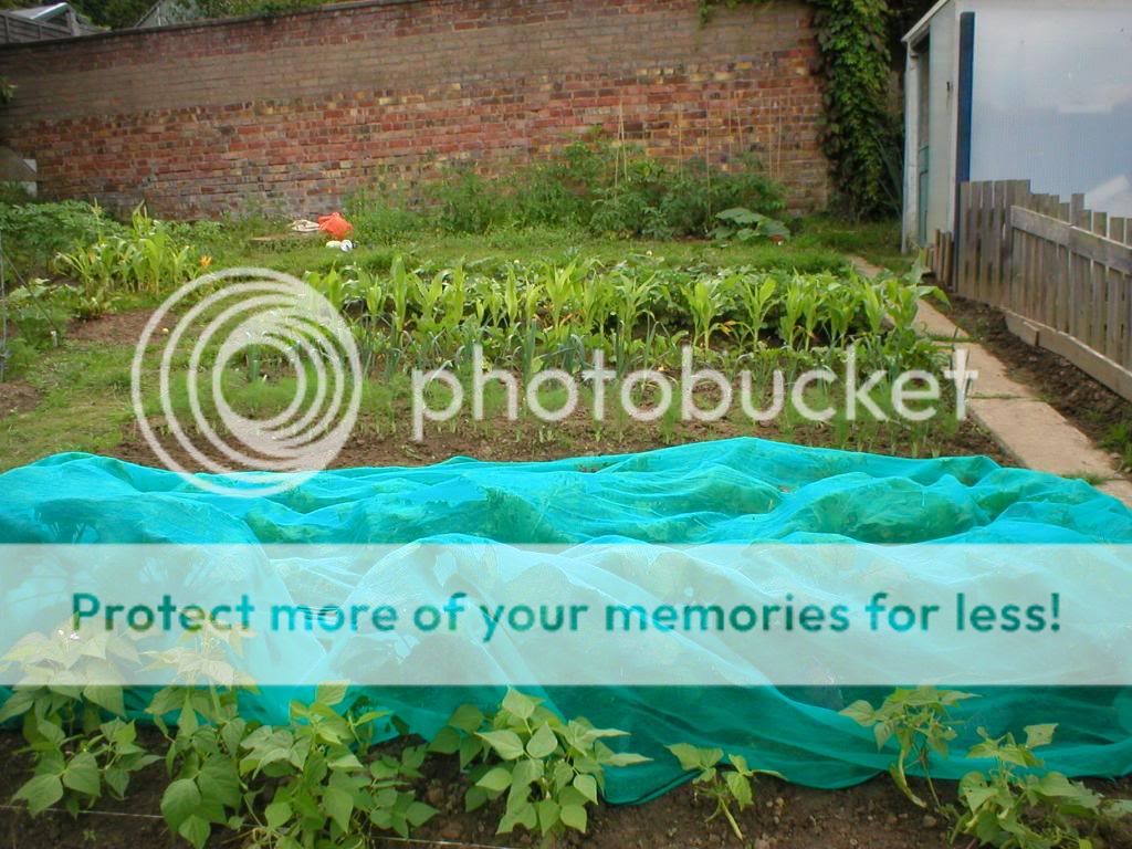 allotmentaug002.jpg