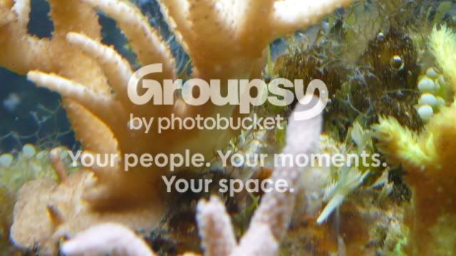 [TodoMarino.com] Blanquamiento de acropora!!!!!