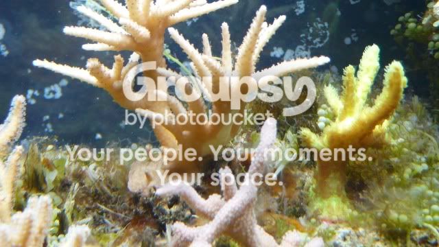 [TodoMarino.com] Blanquamiento de acropora!!!!!